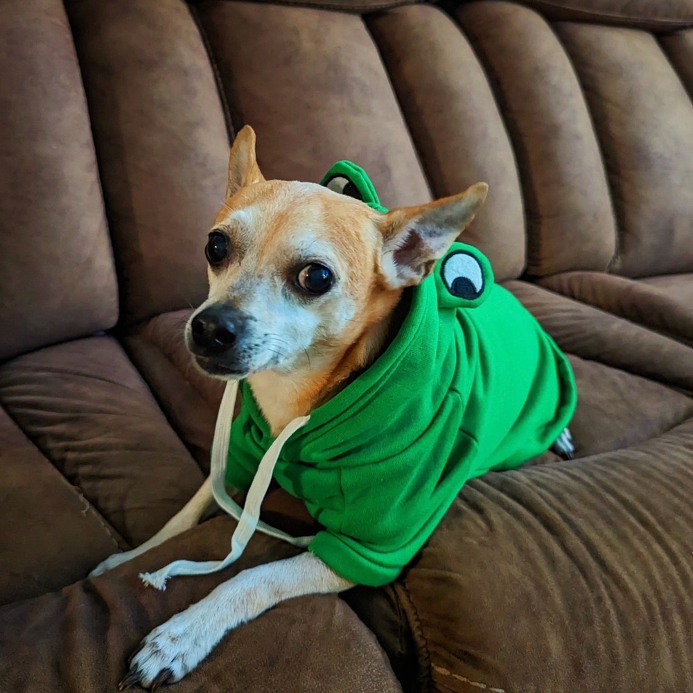 Pet Sweater (Frog)
